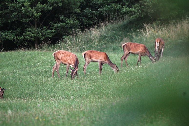 Kmetijski prostor zagotavlja različnim vrstam divjadi izvrstne razmere, zato populacija narašča. 