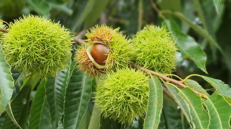 Glavna fotografija članka:Slastni kostanj lahko zraste kar na domačem vrtu