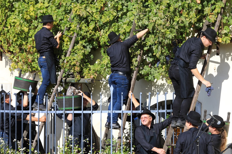 Vrhunec festivala, 36. trgatev Stare trte, se bo začela v nedeljo ob 11. uri