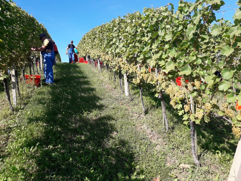 Trgatev belih sort je končana, nanjo še čaka nekaj rdečih sort grozdja. 