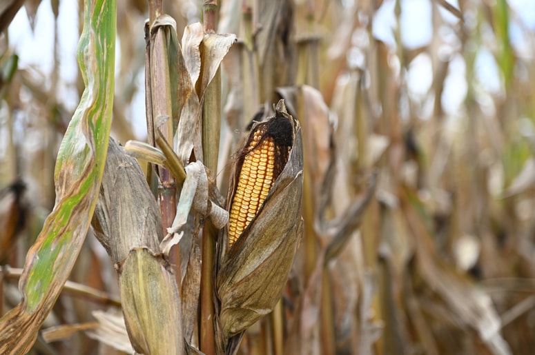 Glavna fotografija članka:Pomurje: Zaradi manjšega pridelka višja cena koruze