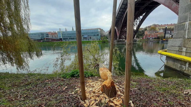 Padla je ena od vrb na Lentu. 