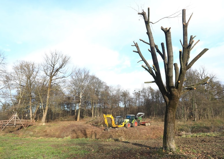 Glavna fotografija članka:Kdaj bodo v Betnavskem gozdu začeli sečnjo 122 poškodovanih dreves?