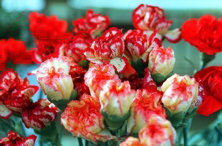 Glavna fotografija članka:Simbol slovenstva - ob krstu je bel, na krsti rdeč