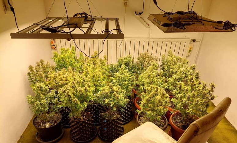 Glavna fotografija članka:(FOTO) Po hišni preiskavi pomurskih policistov: Toliko bi 50-letnik zaslužil s prodajo konoplje