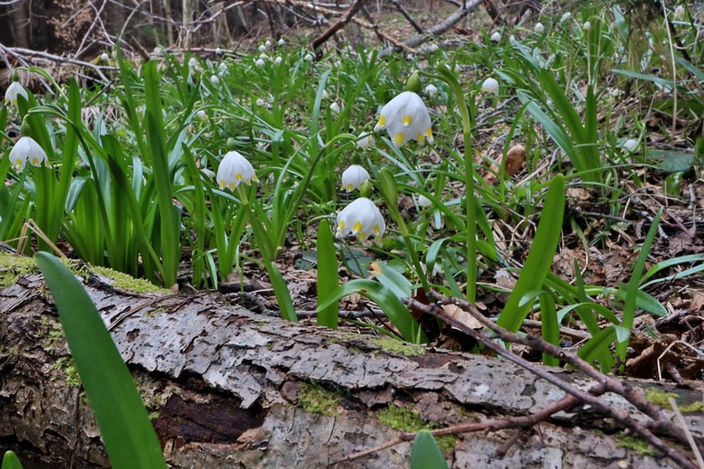 Glavna fotografija članka:Zvončke je dovoljeno nabirati le za lastno uporabo