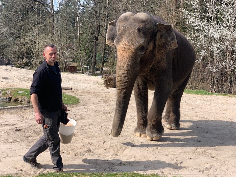 Slonica Ganga ljubljanskem živalskem vrtu