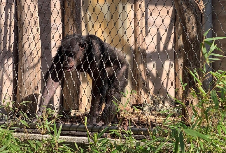 Populacija zahodnih šimpanzov se je v zadnjih 25 letih zmanjšala za približno 80 odstotkov.