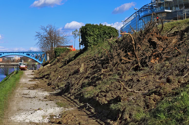 Kot so pojasnili na Mestni občini Maribor, je trasa nove kolesarske poti posegla na območje teh dreves.