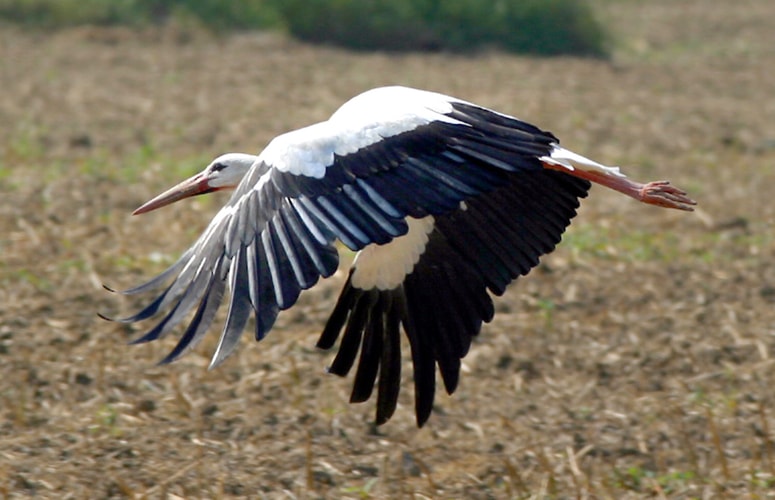 Fotografija je ilustrativna.