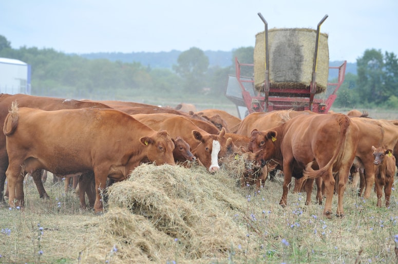 Glavna fotografija članka:Suša hudo klesti pridelek