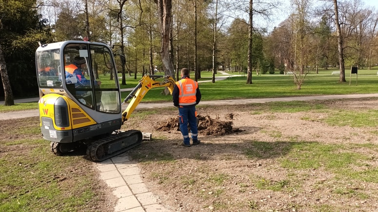 Namesto 46 podrtih smrek bo v spomladanski akciji v Mestnem parku Maribor zasajenih 19 novih dreves, jeseni še 48. 