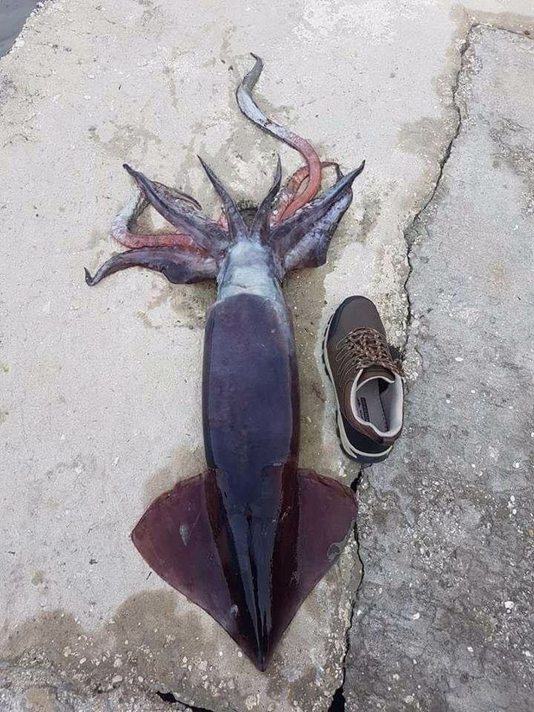 V Cavtatu ujet orjaški ligenj.