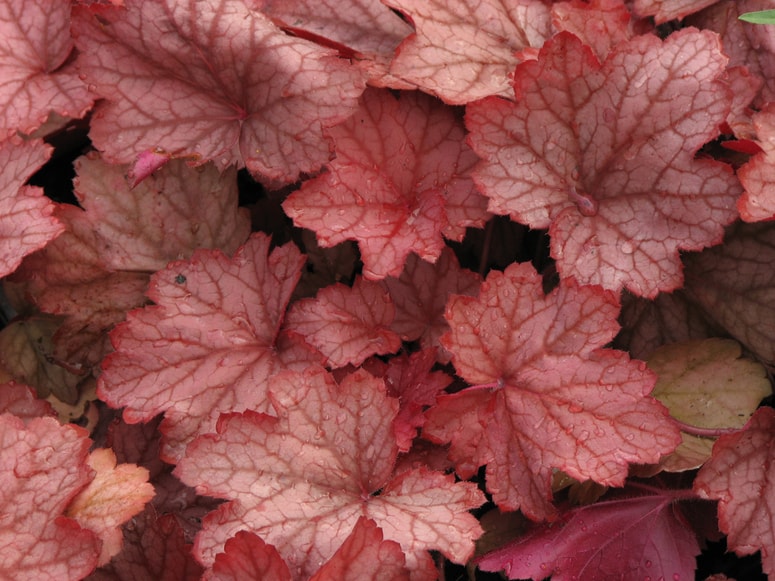 Georgia peach je ena najboljših sort, dobro prenaša vročino, sonce in sušo; spomladi so mladi listi intenzivne rdeče-ciklamne barve, kasneje do izraza pride sivkast vzorec.