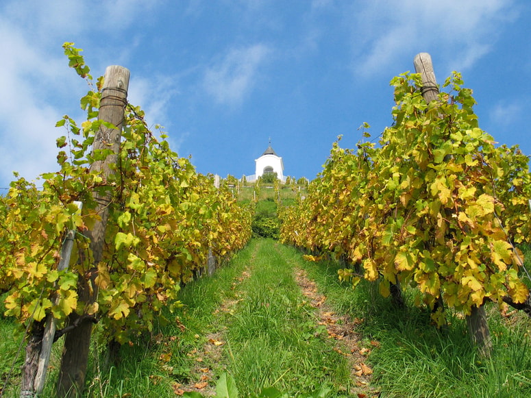 Vinograd raste skoraj sredi Maribora.