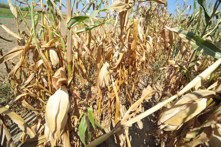 Lati koruze na Tišini so se povesile, ker so predčasno dozorele, poleg tega pa je koruza ostala brez zelene mase, tako kmetom ostajajo le zrna.