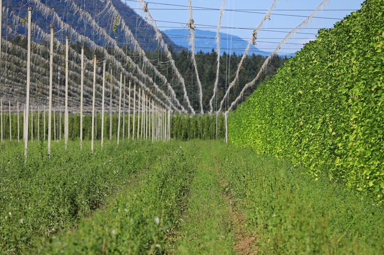 Plastična vrvica naj bi tudi hmeljarjem povzročala težave, njen bio nadomestek bi tako moral postati prodajna uspešnica.
