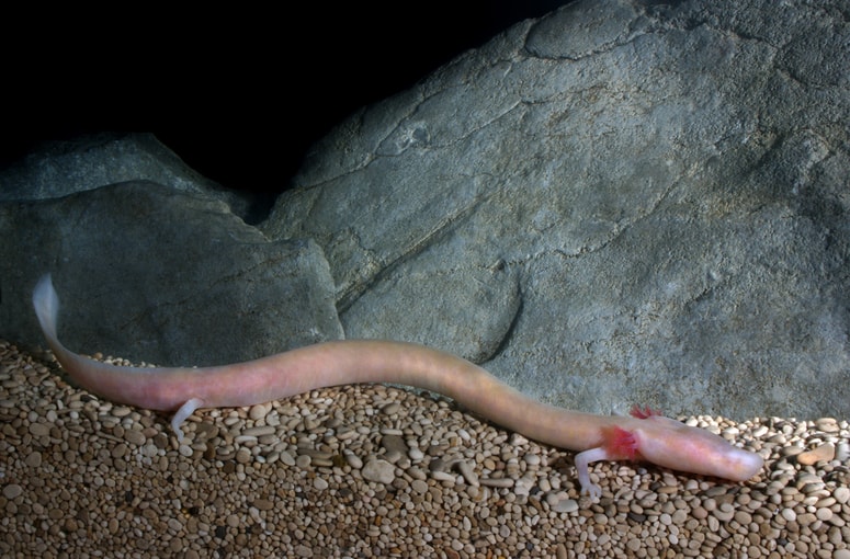 Človeška ribica je največja jamska žival. 