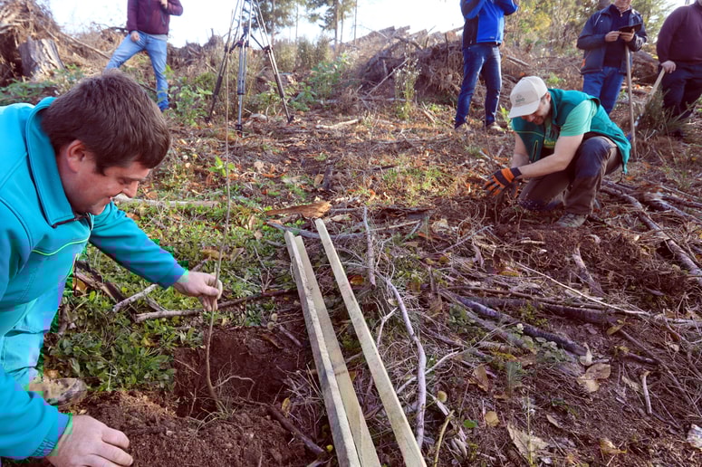 Slovenski državni gozdovi