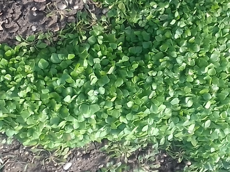 Zimski tolščak je bogat vir vitaminov pozimi, enostaven za pridelavo, lepo prekrije in ščiti zemljo pred vremenskimi tegobami.
