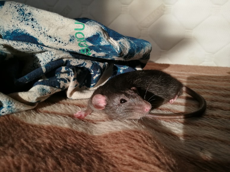 Glavna fotografija članka:"Imam nočne more, živijo v zidovih, ves čas jih slišim"