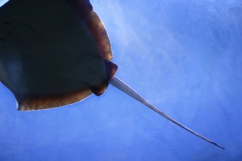 Glavna fotografija članka:Morski bič usoden za plavalca v Avstraliji