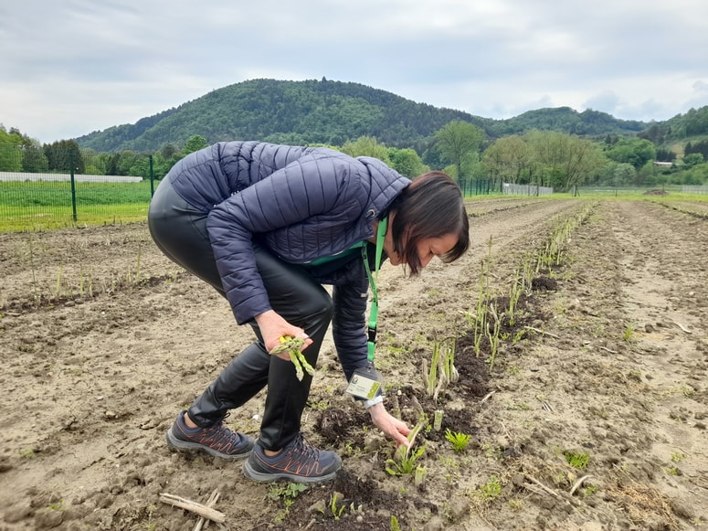 Glavna fotografija članka:Dan špargljev v Celju: "Šparglji so kot dojenčki. Potrebujejo nego, skrb in ljubezen"