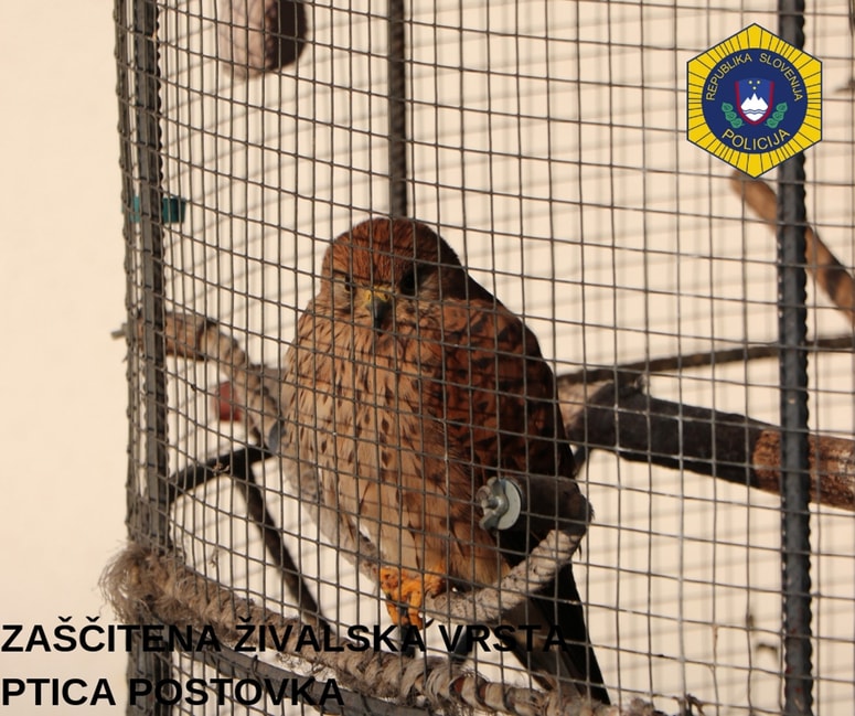 Glavna fotografija članka:(FOTO) Kriminalisti iz ujetništva rešili zavarovano ptico, ki jo je moški zadrževal leto in pol