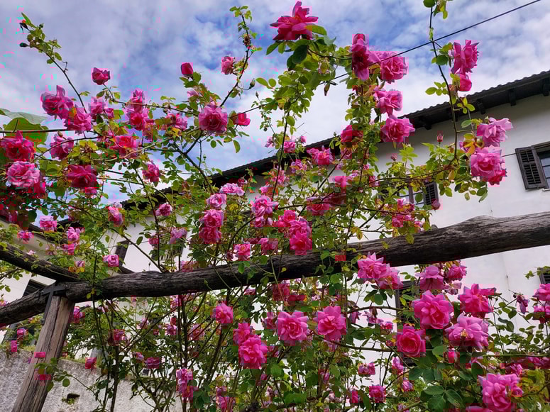 Za lepe, cvetoče vrtnice, morate poskrbeti že zdaj.