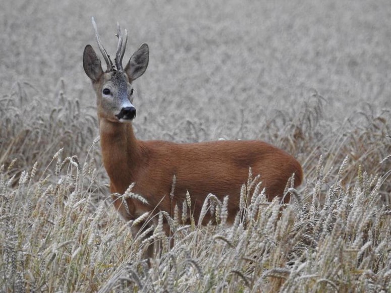 Glavna fotografija članka:(PISMO BRALCA) V lovstvu potrebujemo znanje in modrost voditeljev