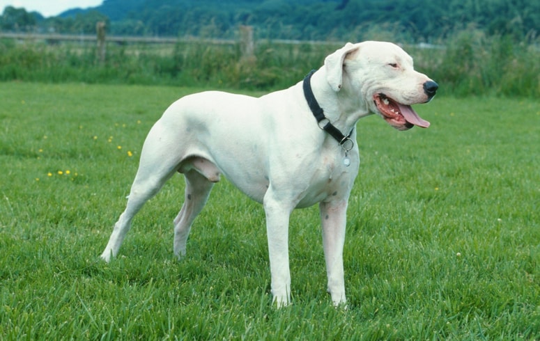 Zadnja pasma na seznamu tistih, ki jih Atherton ne priporoča za družinski dom, je argentinska doga.