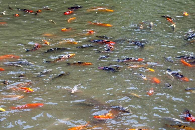 Glavna fotografija članka:Prošnja mariborske občine: Ne hranite prostoživečih živali v Mestnem parku
