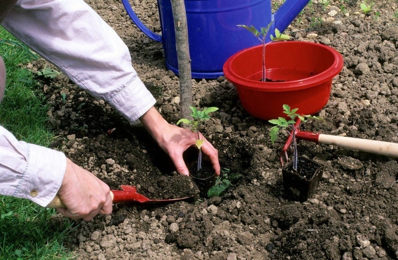 Vse več vrtičkarjev upošteva lunin koledar za načrtovanje sajenja.