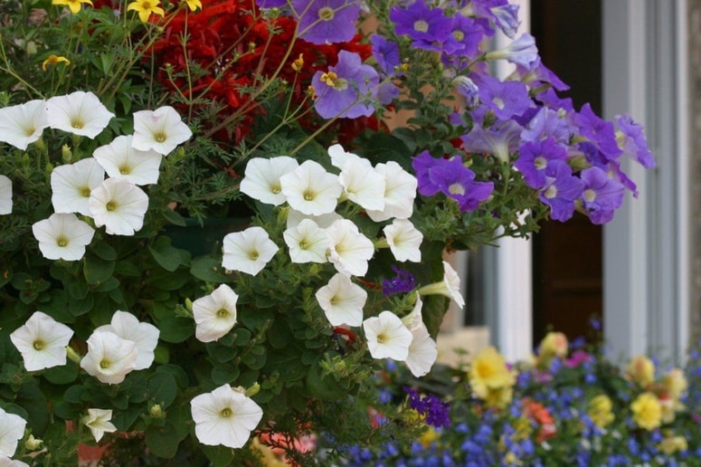 Pisan nasad bo poživil teraso ali balkon.
