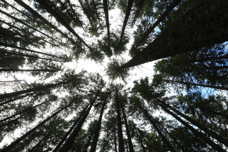 Slovenski gozdovi so sicer v dobrem stanju, trdijo na zavodu za gozdove.