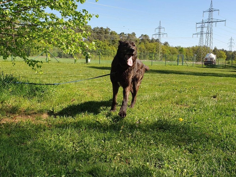 Pal želi le košček dvorišča