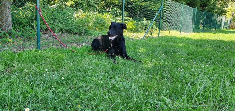 Negro potrebuje aktivnega lastnika. 