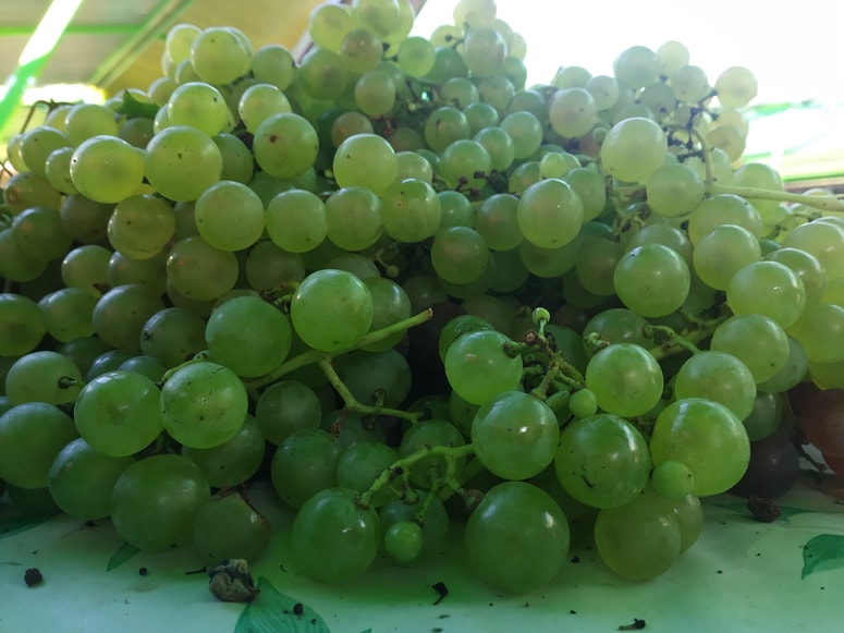 Za kilogram domačega grozdja odštejete na osrednji tržnici dva evra. 