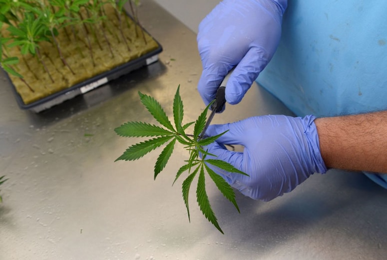 Glavna fotografija članka:Konoplja v medicinske namene: posel, vreden več milijard evrov