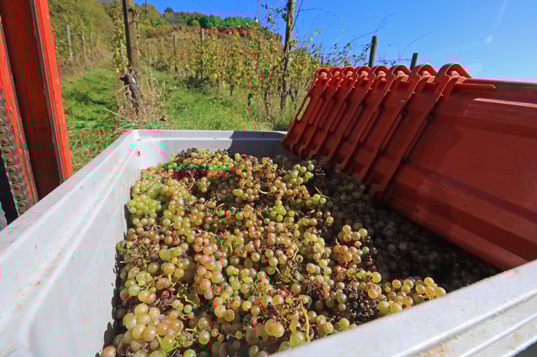 Slaba polovica mestnega vinograda je dala tri tisoč kilogramov grozdja sorte renski rizling, pridelek na preostalem delu pa je prepuščen propadu. 