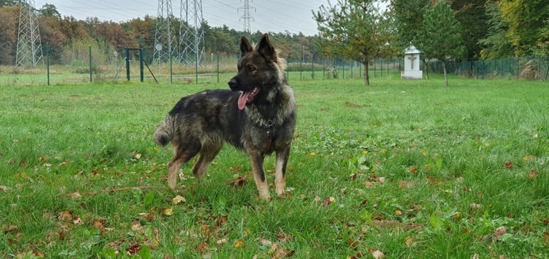 Dina išče aktivnega lastnika. 