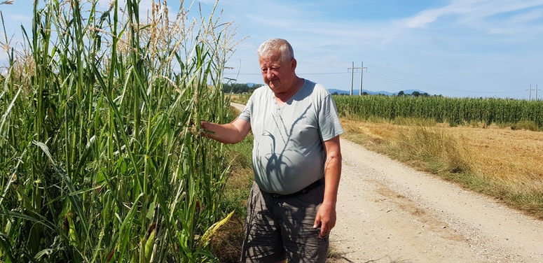 Francu Obranu, kmetu iz Zabovcev, je neurje uničilo skoraj ves pridelek žit in koruze. 