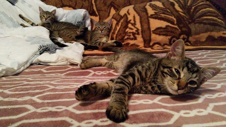 Blondie, Muu in Mr. Twister med počivanjem 