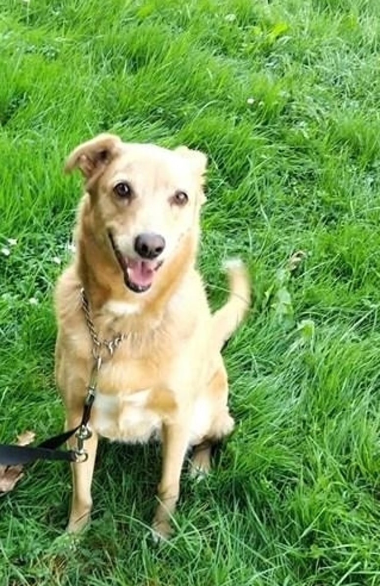 Psička Lajka je sprva nezaupljiva, a s priboljški se jo pridobi na svojo stran. 