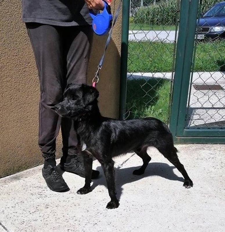 Glavna fotografija članka:Posvoji tačka: Sally potrebuje posebno nego