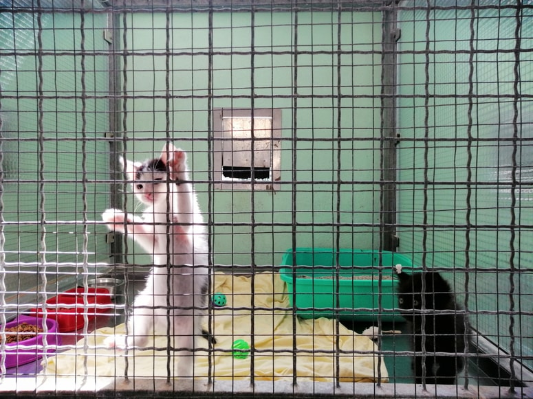 Glavna fotografija članka:Zavetišče za živali: Premislite, ali je žival primerno darilo