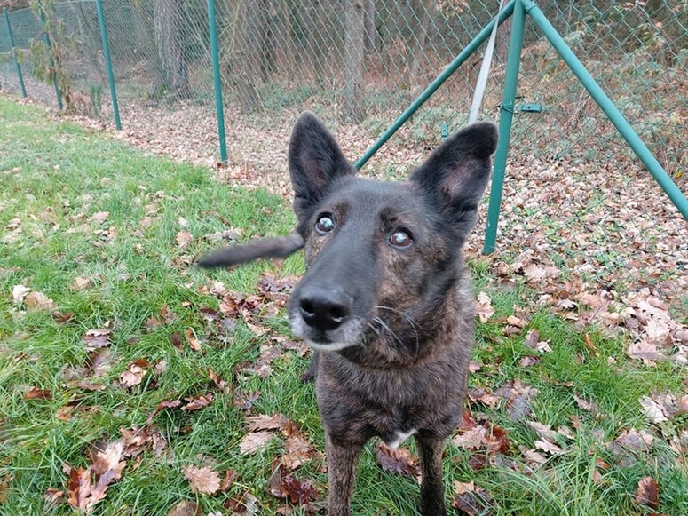 Pal je star že deset let. 