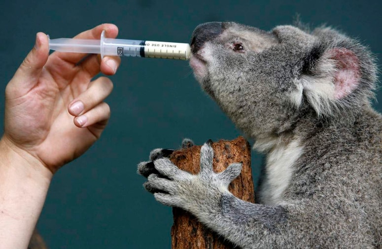 Glavna fotografija članka:(VIDEO) Žejna koala ustavila kolesarje: V avstralskih požarih umrla tretjina populacije koal