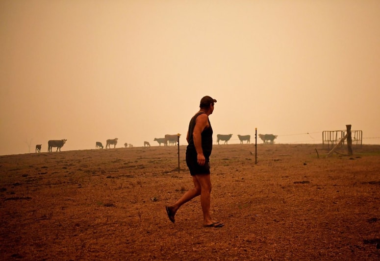 Glavna fotografija članka:(FOTO) Razmere v Avstraliji še naprej katastrofalne, ​požari ogrožajo ključno populacijo koal in ostale živali