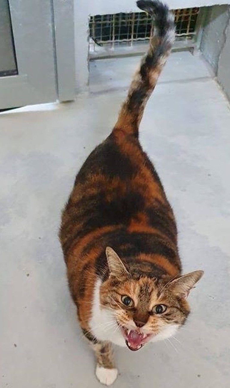 Glavna fotografija članka:Posvoji tačka: Tiger? Ne, to je Geli